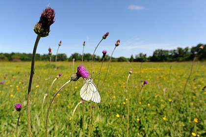 Le Marais de Clussais