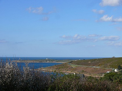 Les plantes des landes