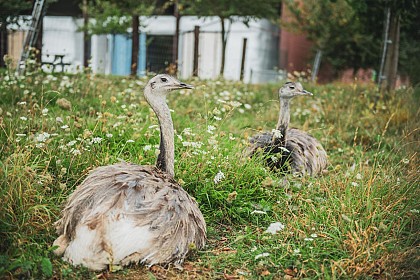 Gîtes et wellness La Ligule