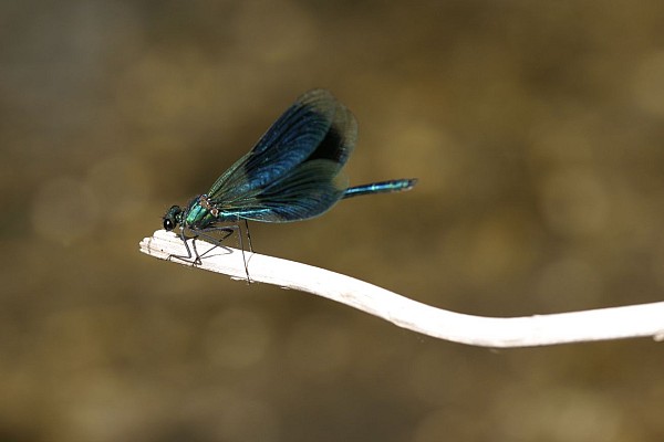 Réserve Naturelle Régionale des Étangs de Mépieu
