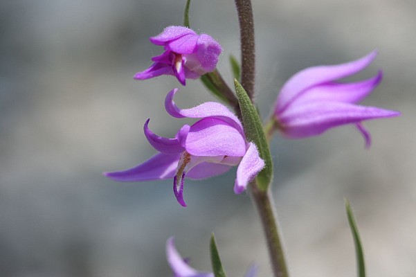 Réserve Naturelle Régionale des Étangs de Mépieu