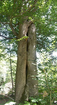 Dans la forêt des moines
