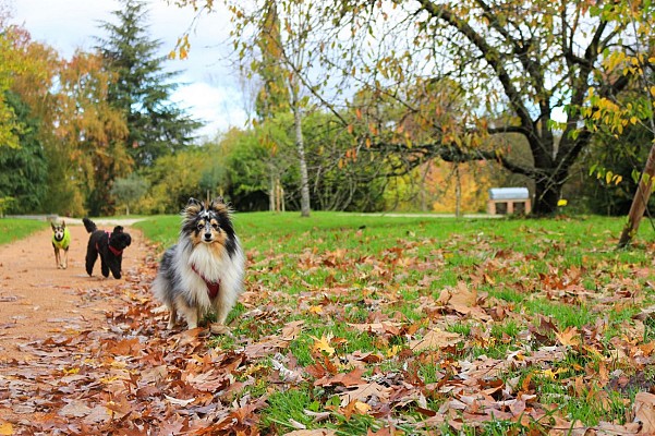 Arboretum