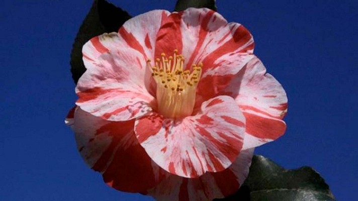Jardin des Camélias