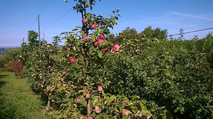 Verger-conservatoire des amis des arbres et de la nature de Vichy et sa région