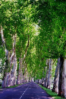 Allée du Port et ses Platanes