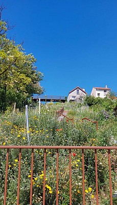 La Montée aux Vignes