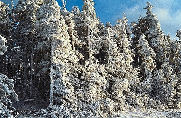 Pins à crochets sous la neige à l'Aigoual