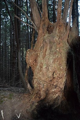 Vieille souche de châtaigner