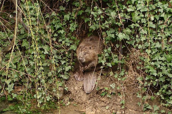 Castor