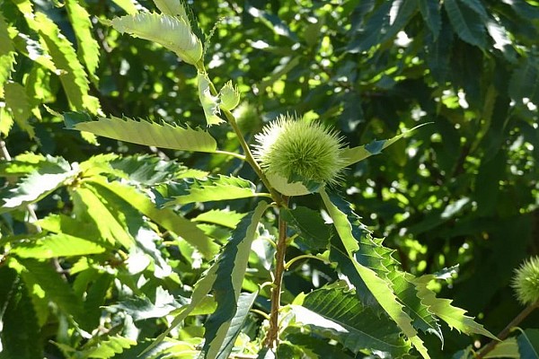 Fruit du châtaignier