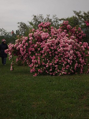 Roseraie des Pommiers