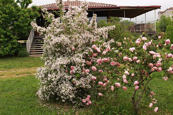 Roseraie des Pommiers