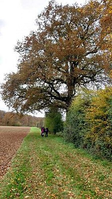 Chêne du grand village