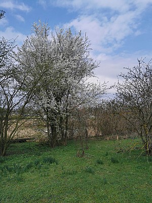 Saint Priest - Le bois de Feuilly