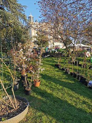 Foire des plantes rares de Saint-Priest
