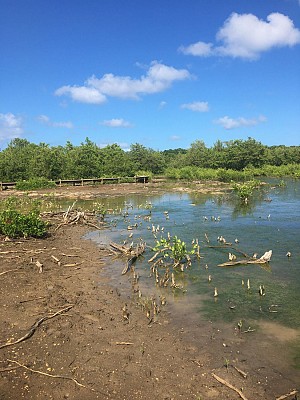 Les Marais de Port-Louis