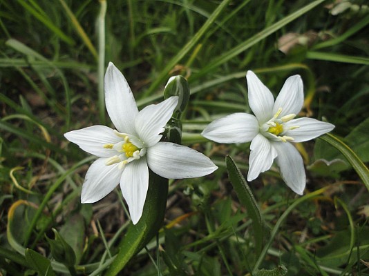 Natura 2000 : Col d'Ornon