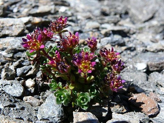 Natura 2000 - Haute Romanche