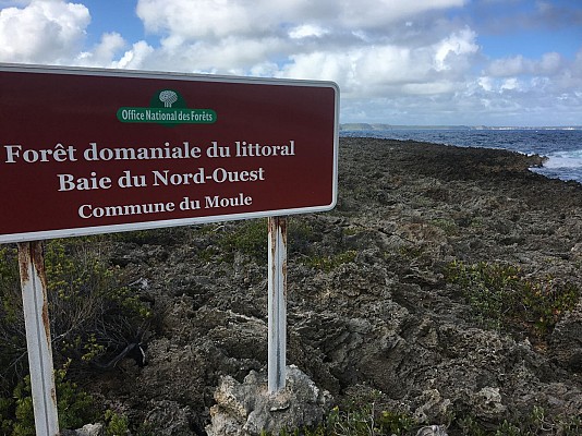 LE MOULE / BOIS BARON