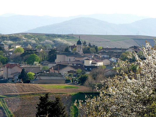 Chiroubles - Dans les vignes