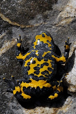 Natura 2000 : Plaine d'Oisans et ses versants
