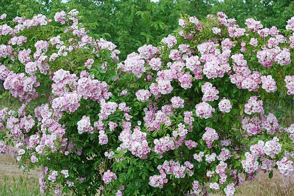 Roseraie Loubert