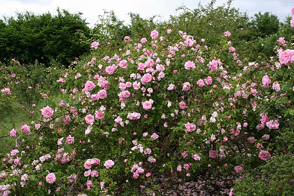 Roseraie Loubert