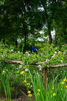 Roseraie Les Chemins de la Rose