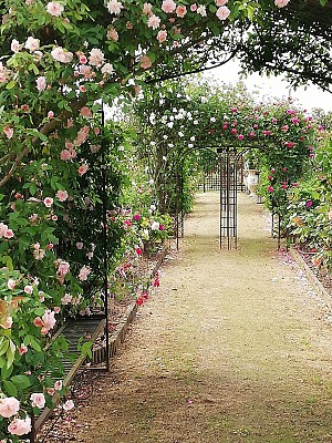 Terre de Rose Distillerie Roseraie