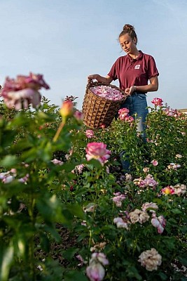 Terre de Rose Distillerie Roseraie