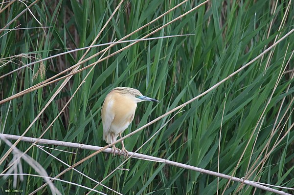 Réserve Ornithologique de Haute-Provence