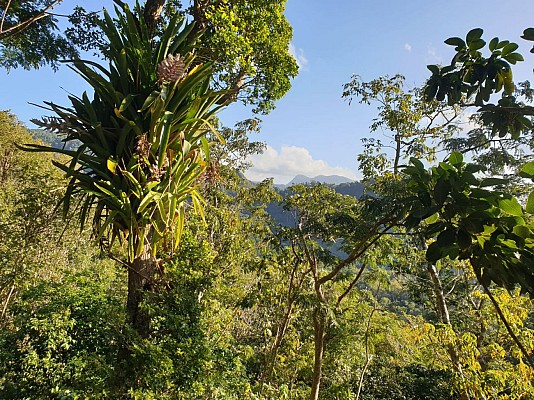Trace des Monts Caraibes