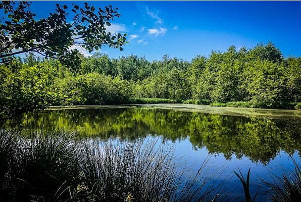 Marais de l'étang de Bizadan, ENS de l'Ain