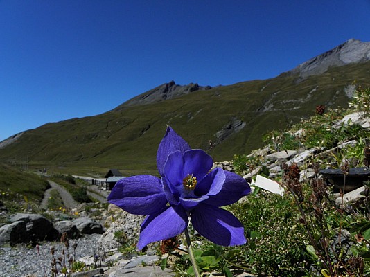 Jardin Alpin La Chanousia