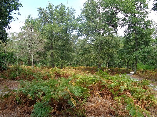 DSC01654