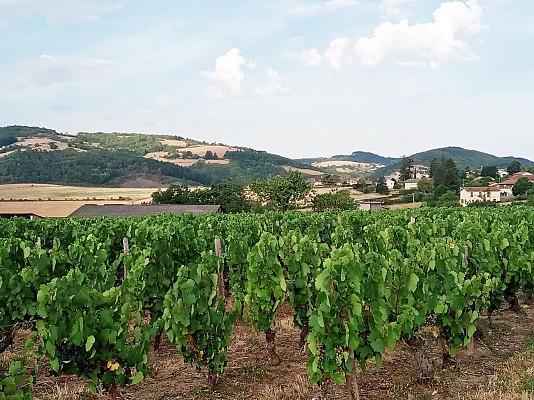 Vallée de la Turdine