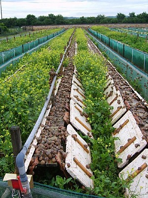 élevage d'escargots