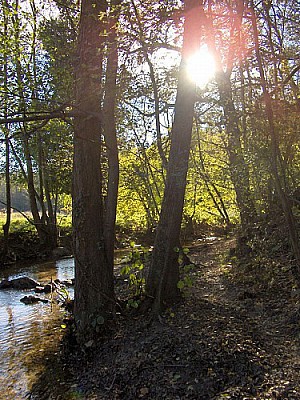 La berge de l'Yzeron