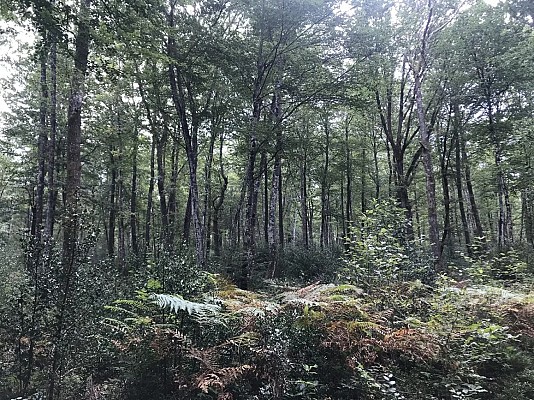 Foret de Mirambel