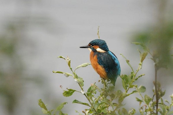 Faune en zone piétonnière