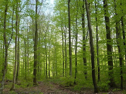 Forêt Plateau de Haye