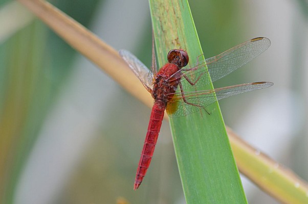 Libellule écarlate