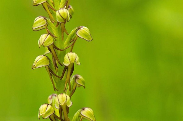 Orchidée "Homme pendu"