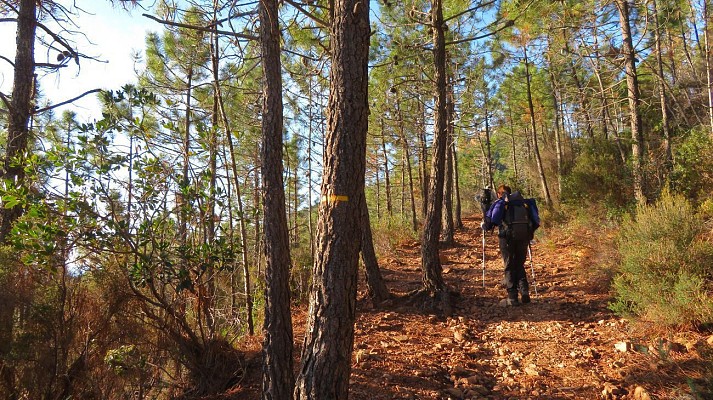 Forêt