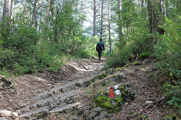 Forêt de pins rouges