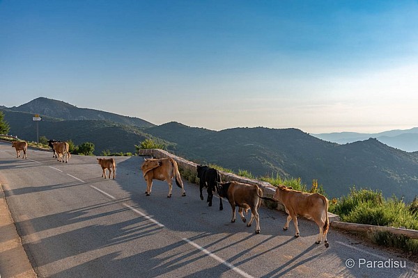 Col de la Vaccia
