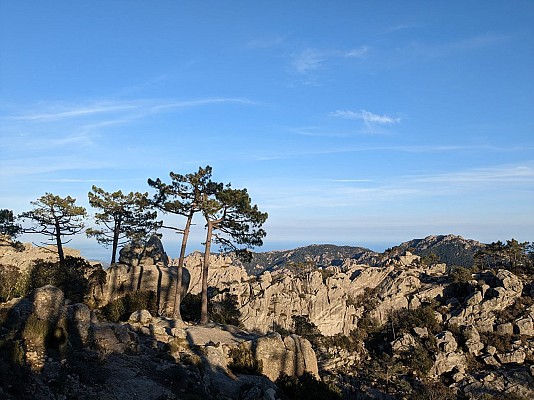 Panorama sur la forêt