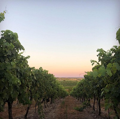 Domaine Conte & Filles