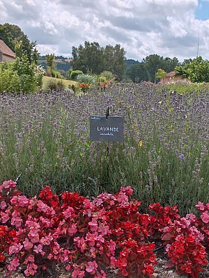 Jardin des plantes médicinales